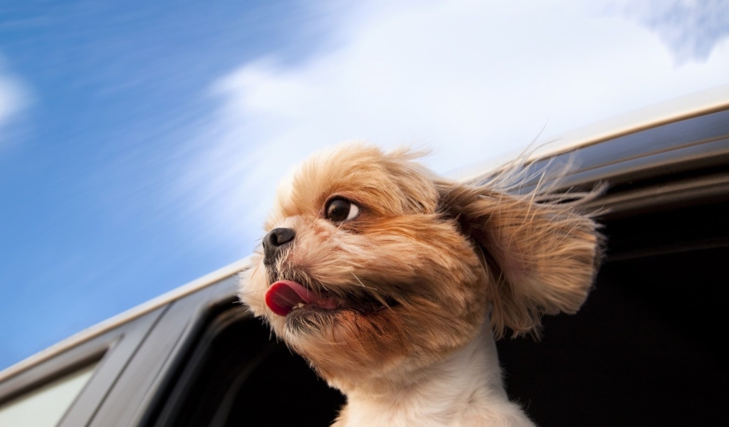 Fondo de pantalla Funny Dog Enjoying Wind 1024x600
