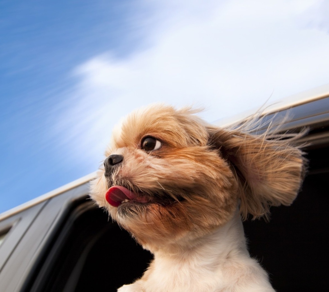 Sfondi Funny Dog Enjoying Wind 1080x960