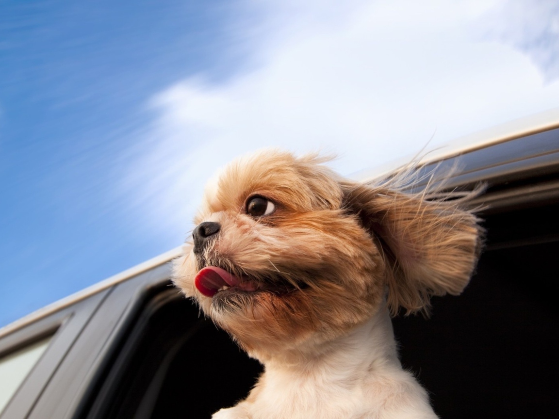 Das Funny Dog Enjoying Wind Wallpaper 1152x864
