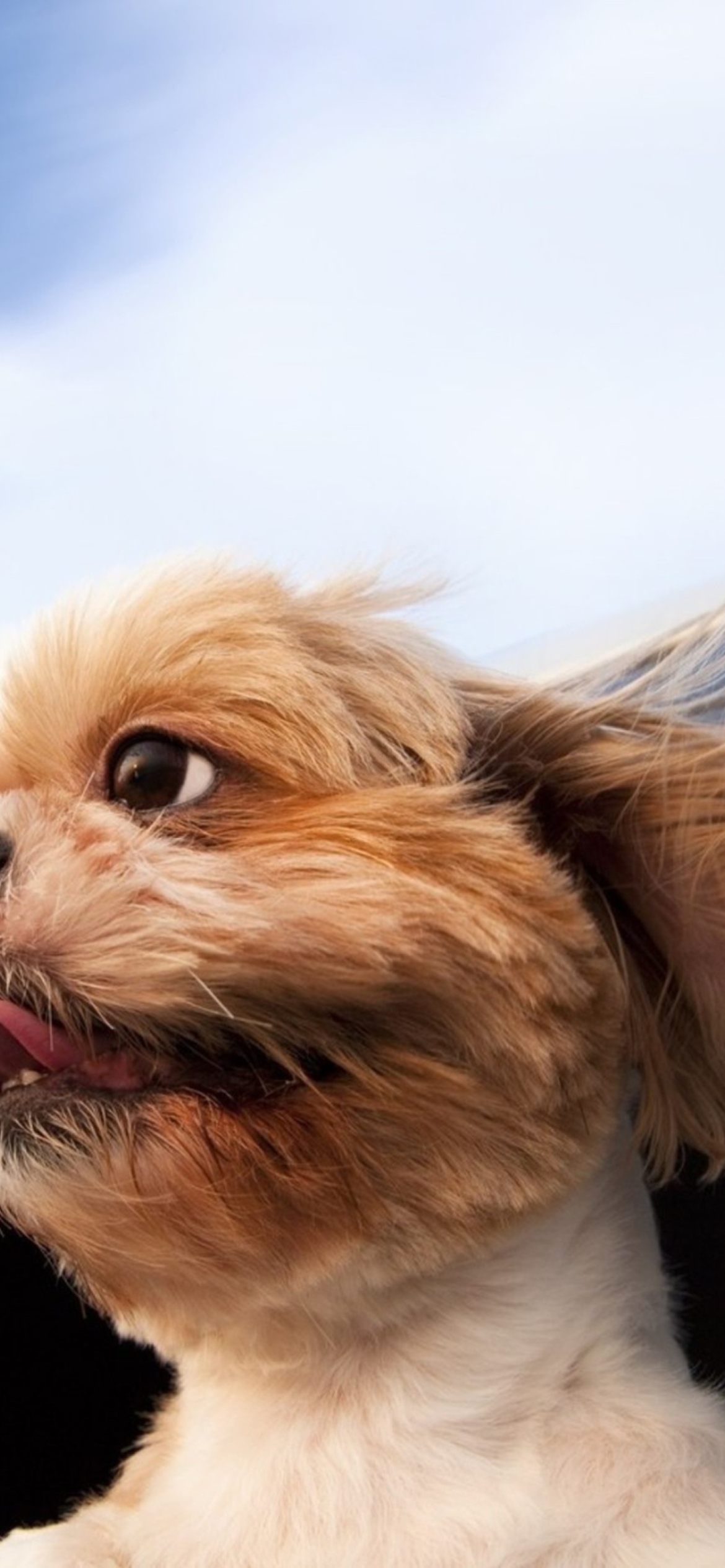 Funny Dog Enjoying Wind wallpaper 1170x2532