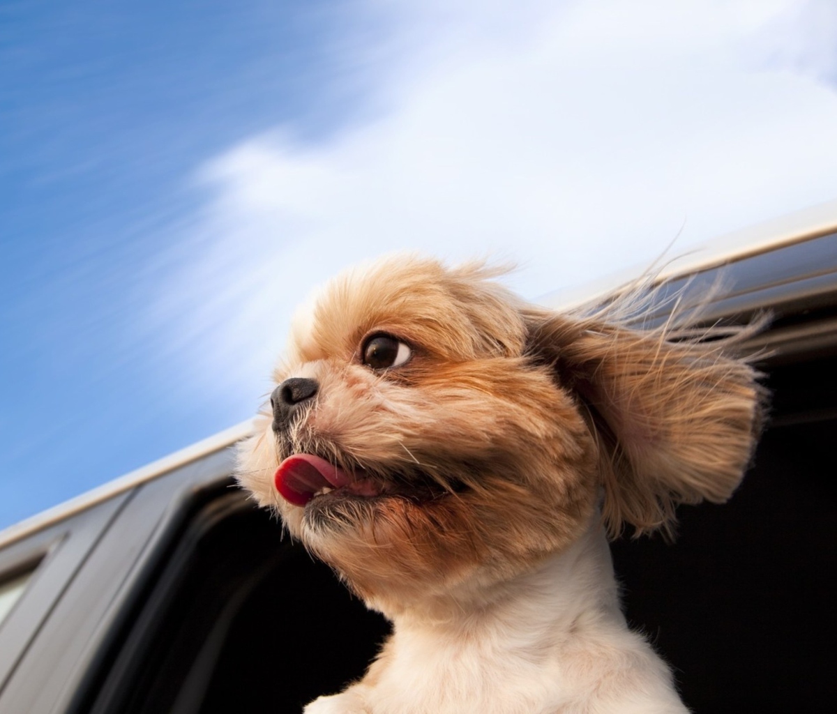 Fondo de pantalla Funny Dog Enjoying Wind 1200x1024