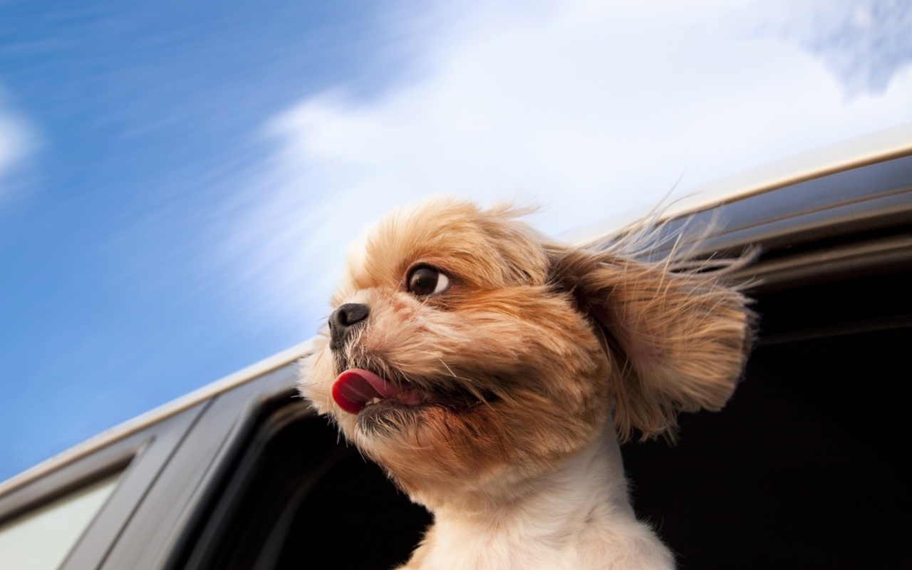 Fondo de pantalla Funny Dog Enjoying Wind 1280x800