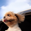 Funny Dog Enjoying Wind wallpaper 128x128