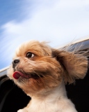 Обои Funny Dog Enjoying Wind 128x160