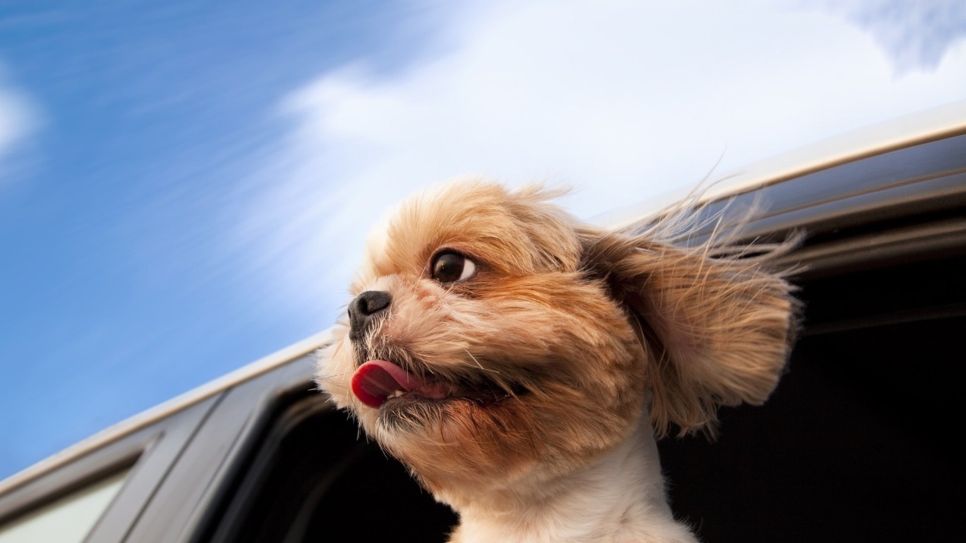 Sfondi Funny Dog Enjoying Wind 1366x768