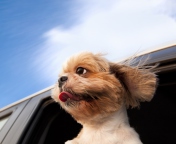 Funny Dog Enjoying Wind wallpaper 176x144