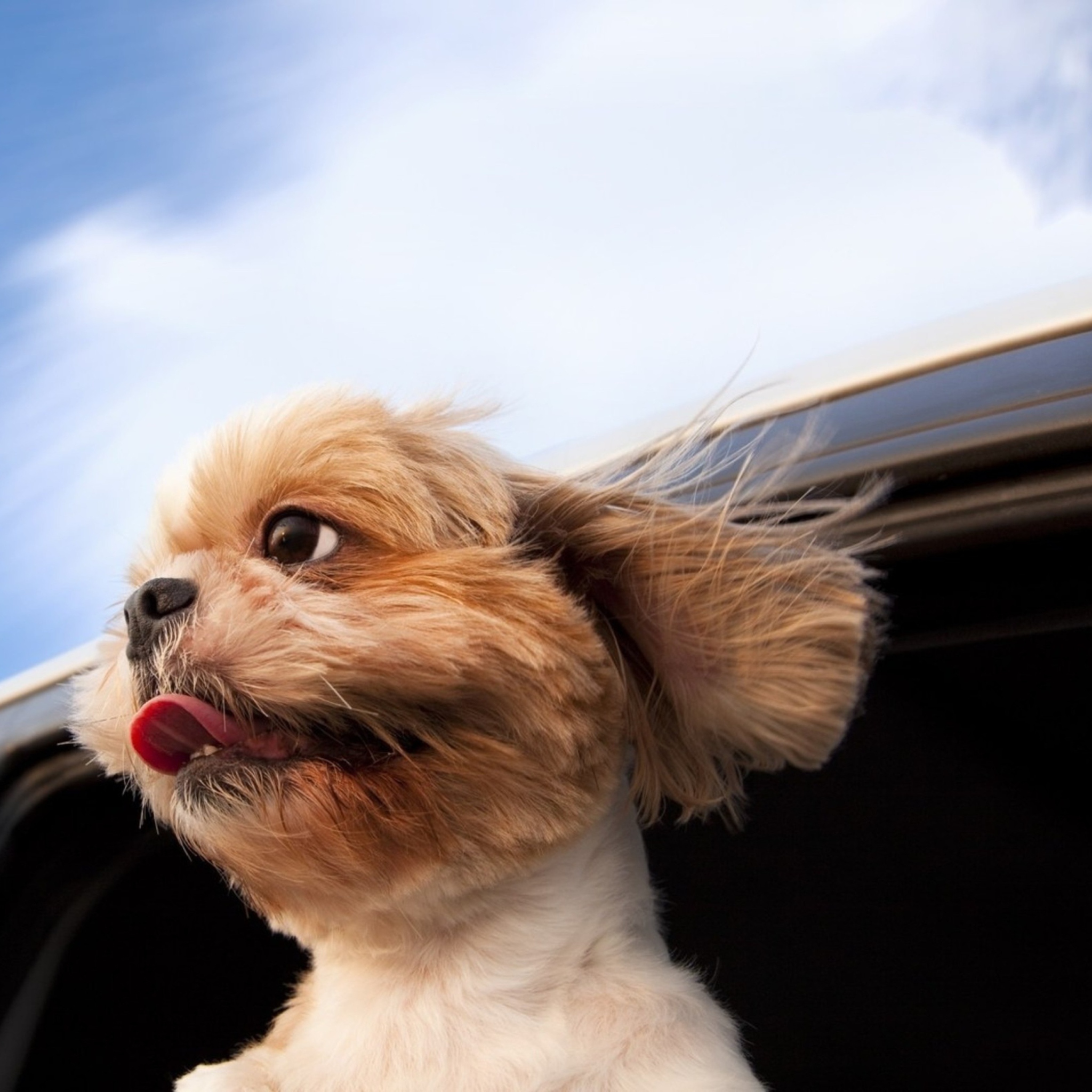 Funny Dog Enjoying Wind wallpaper 2048x2048
