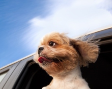 Fondo de pantalla Funny Dog Enjoying Wind 220x176