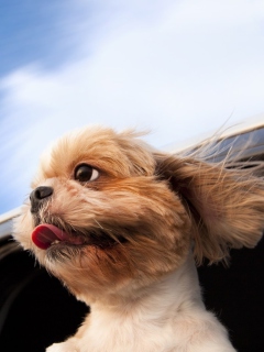 Das Funny Dog Enjoying Wind Wallpaper 240x320