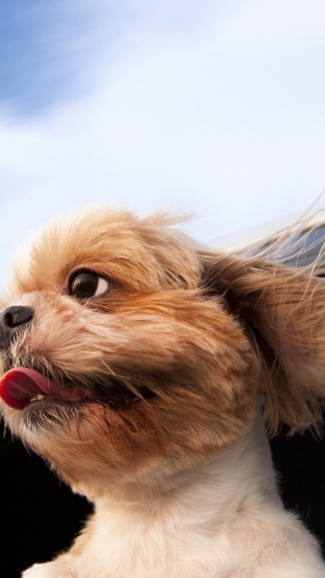 Fondo de pantalla Funny Dog Enjoying Wind 360x640