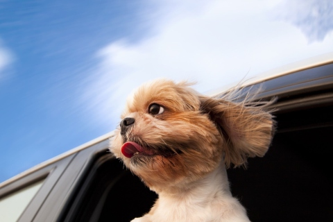 Funny Dog Enjoying Wind wallpaper 480x320