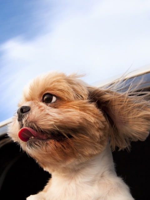 Обои Funny Dog Enjoying Wind 480x640