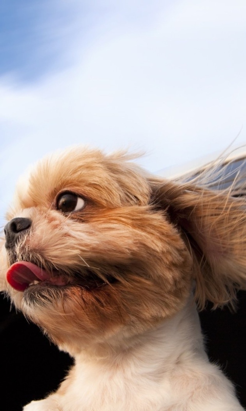 Das Funny Dog Enjoying Wind Wallpaper 480x800