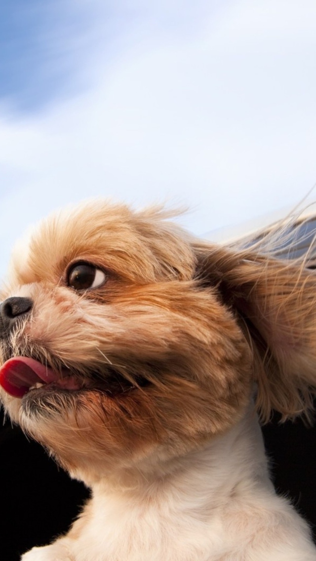 Fondo de pantalla Funny Dog Enjoying Wind 640x1136