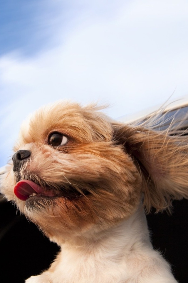 Funny Dog Enjoying Wind wallpaper 640x960