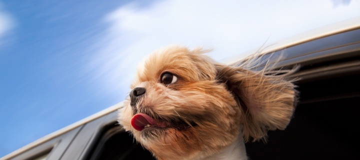 Funny Dog Enjoying Wind wallpaper 720x320