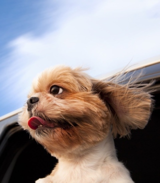 Funny Dog Enjoying Wind - Obrázkek zdarma pro 1080x1920