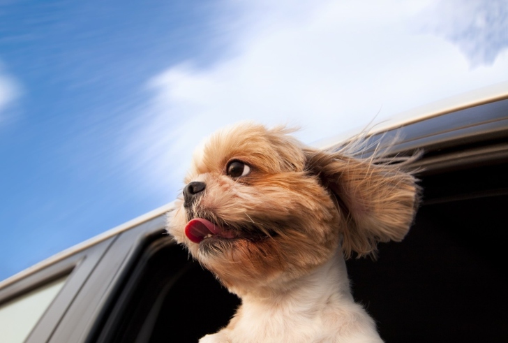 Das Funny Dog Enjoying Wind Wallpaper