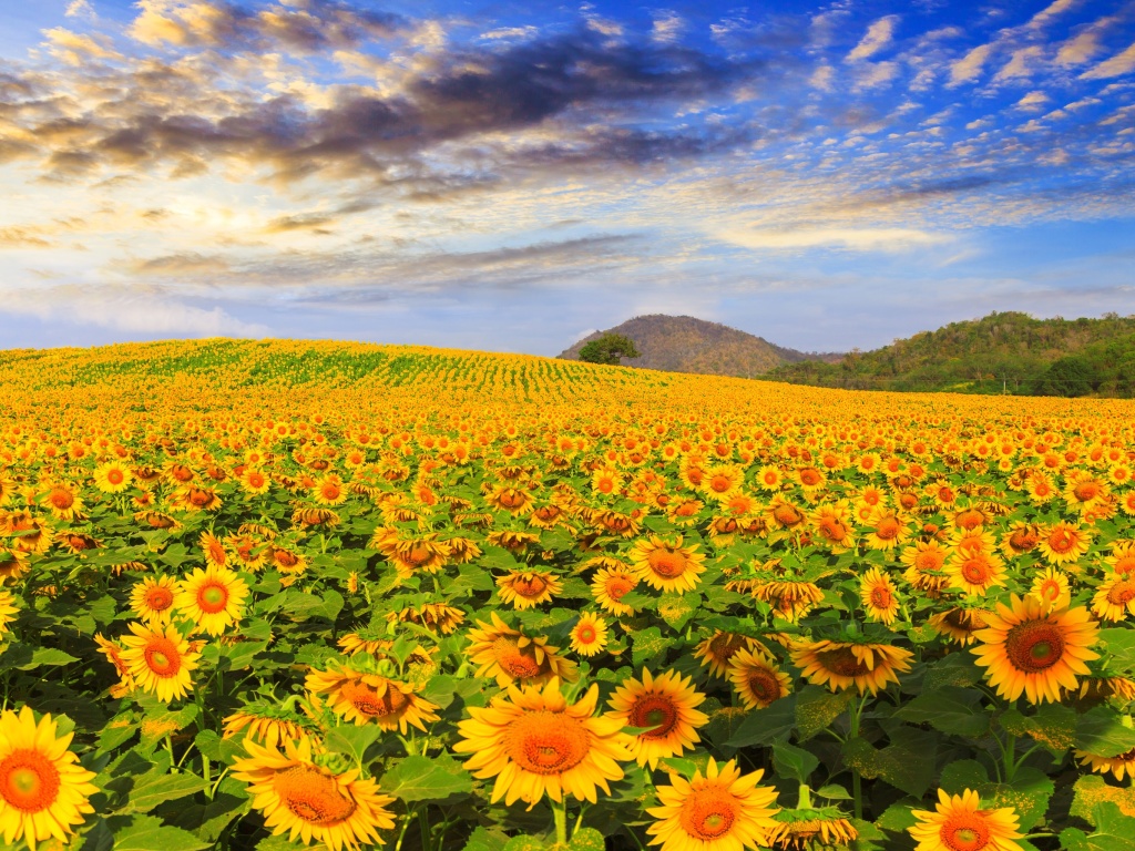 Das Sunflower Field Wallpaper 1024x768