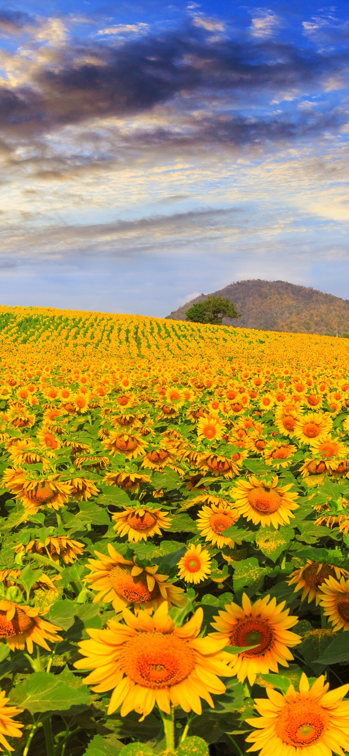 Sunflower Field wallpaper 1170x2532