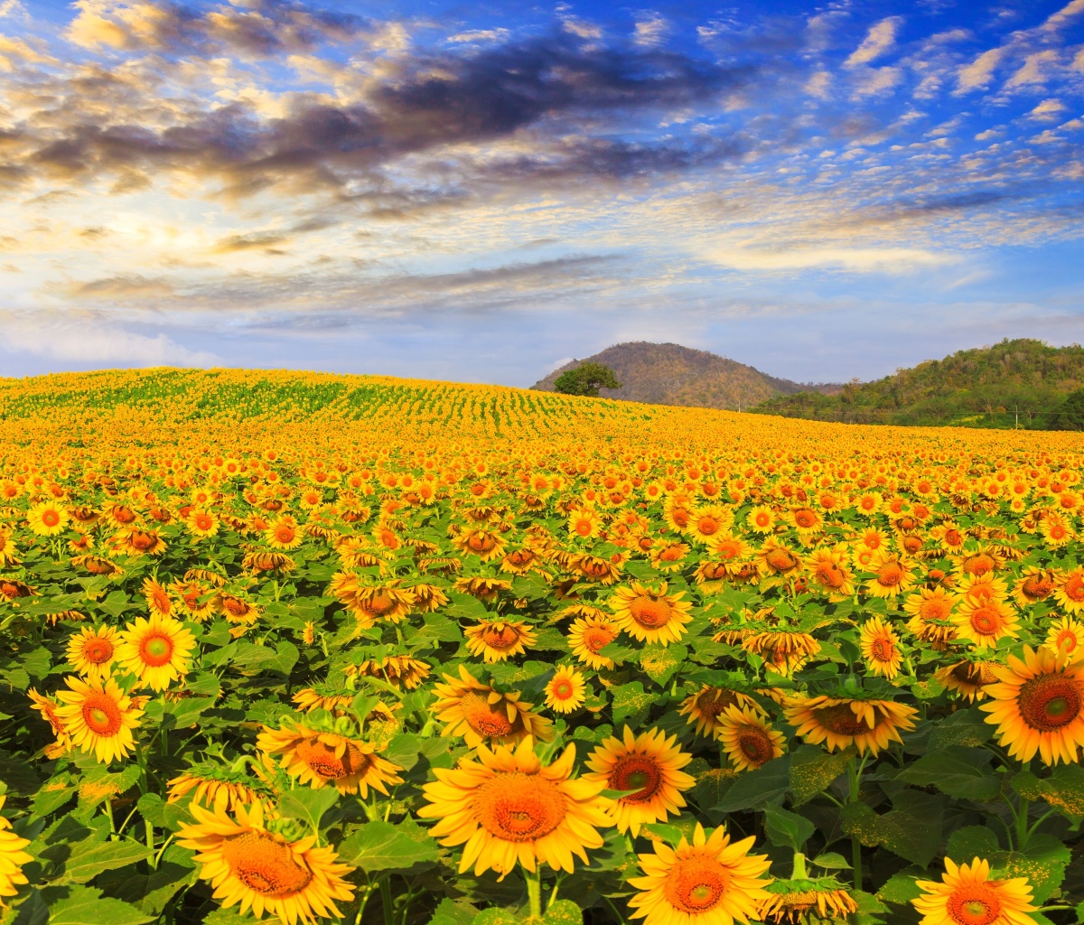 Das Sunflower Field Wallpaper 1200x1024