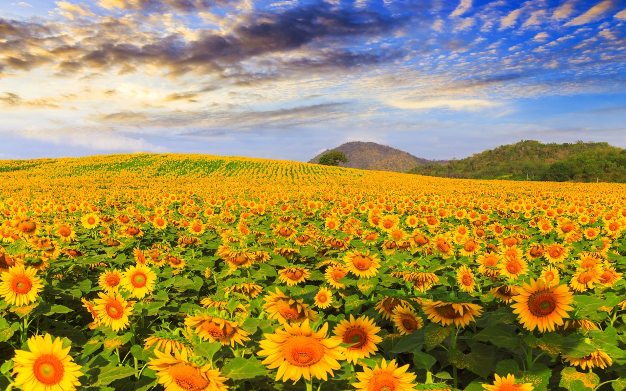 Das Sunflower Field Wallpaper 1280x800