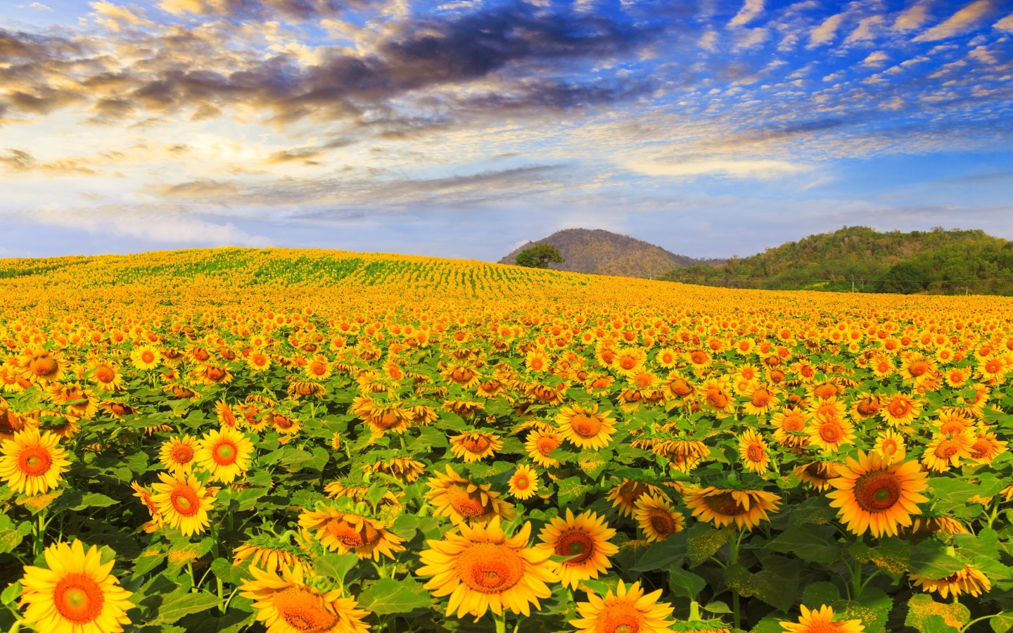 Das Sunflower Field Wallpaper 1440x900