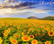 Fondo de pantalla Sunflower Field 176x144