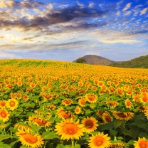 Sunflower Field screenshot #1 208x208