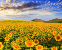 Обои Sunflower Field 220x176