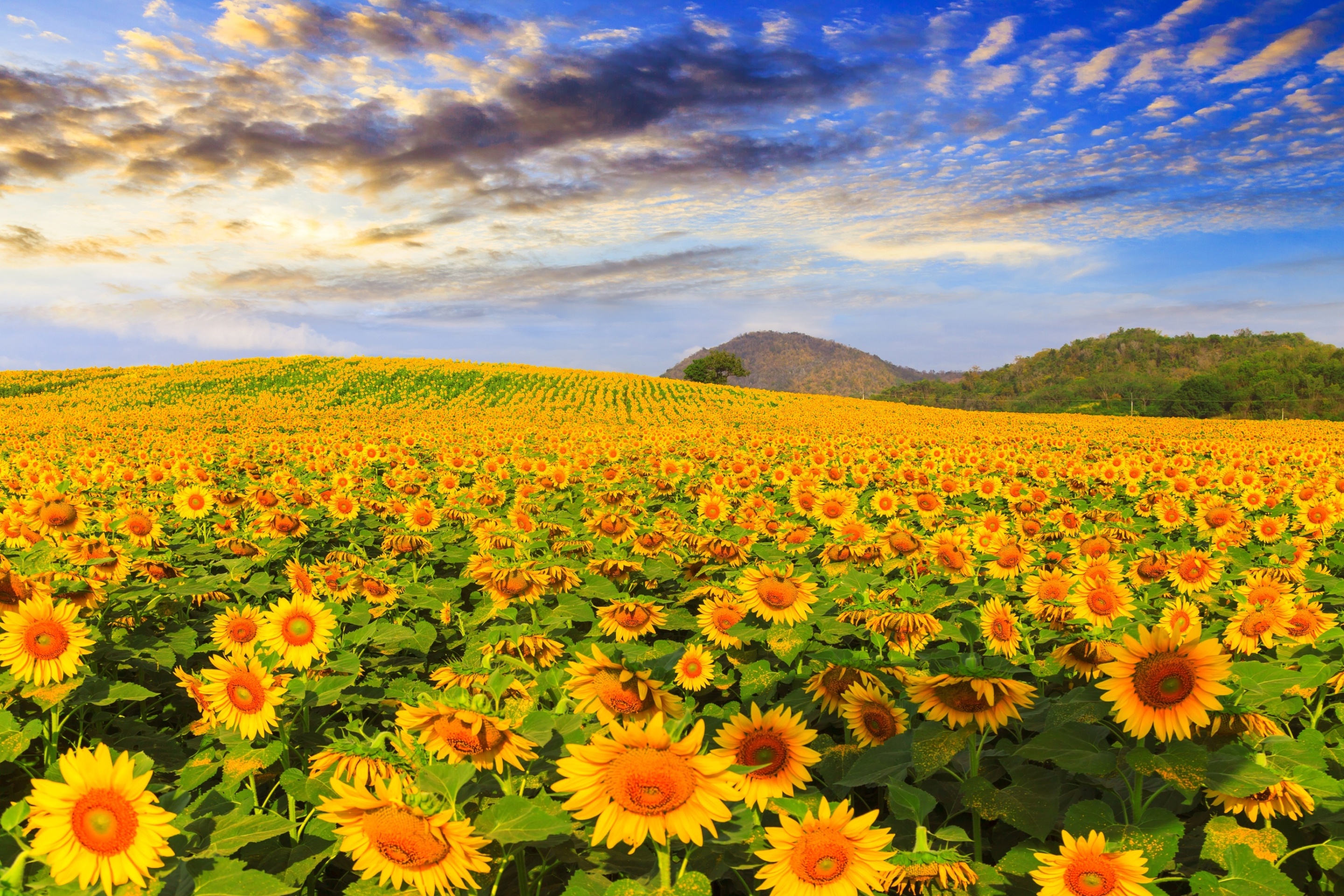 Das Sunflower Field Wallpaper 2880x1920