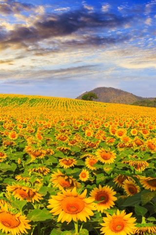 Das Sunflower Field Wallpaper 320x480