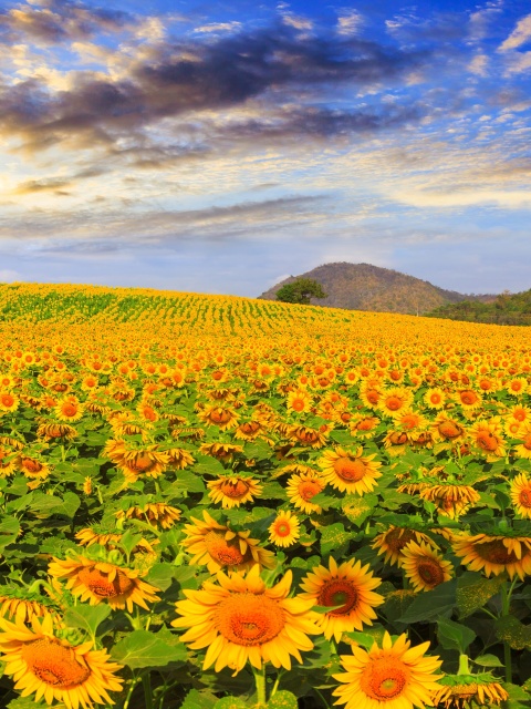Das Sunflower Field Wallpaper 480x640