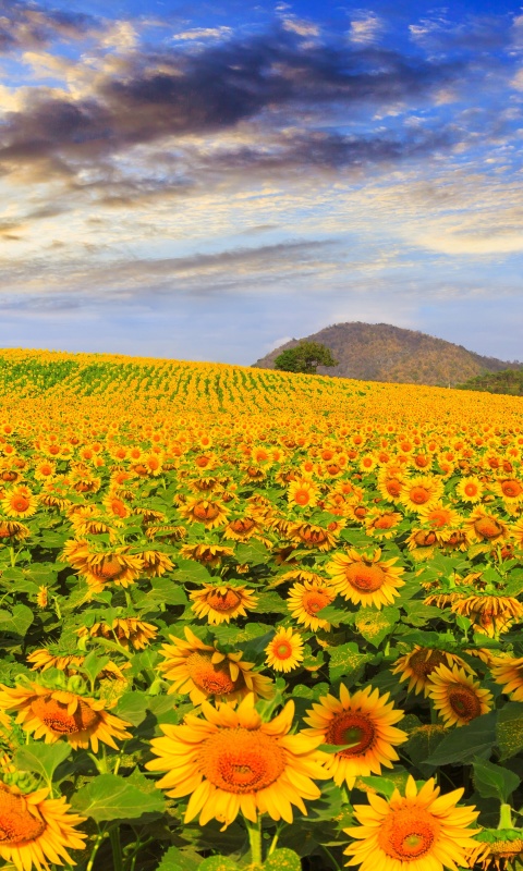 Sfondi Sunflower Field 480x800