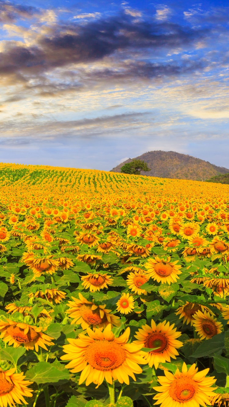 Sunflower Field wallpaper 750x1334