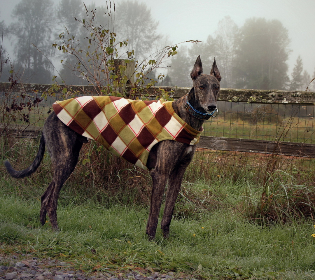 Brown Sighthound wallpaper 1080x960