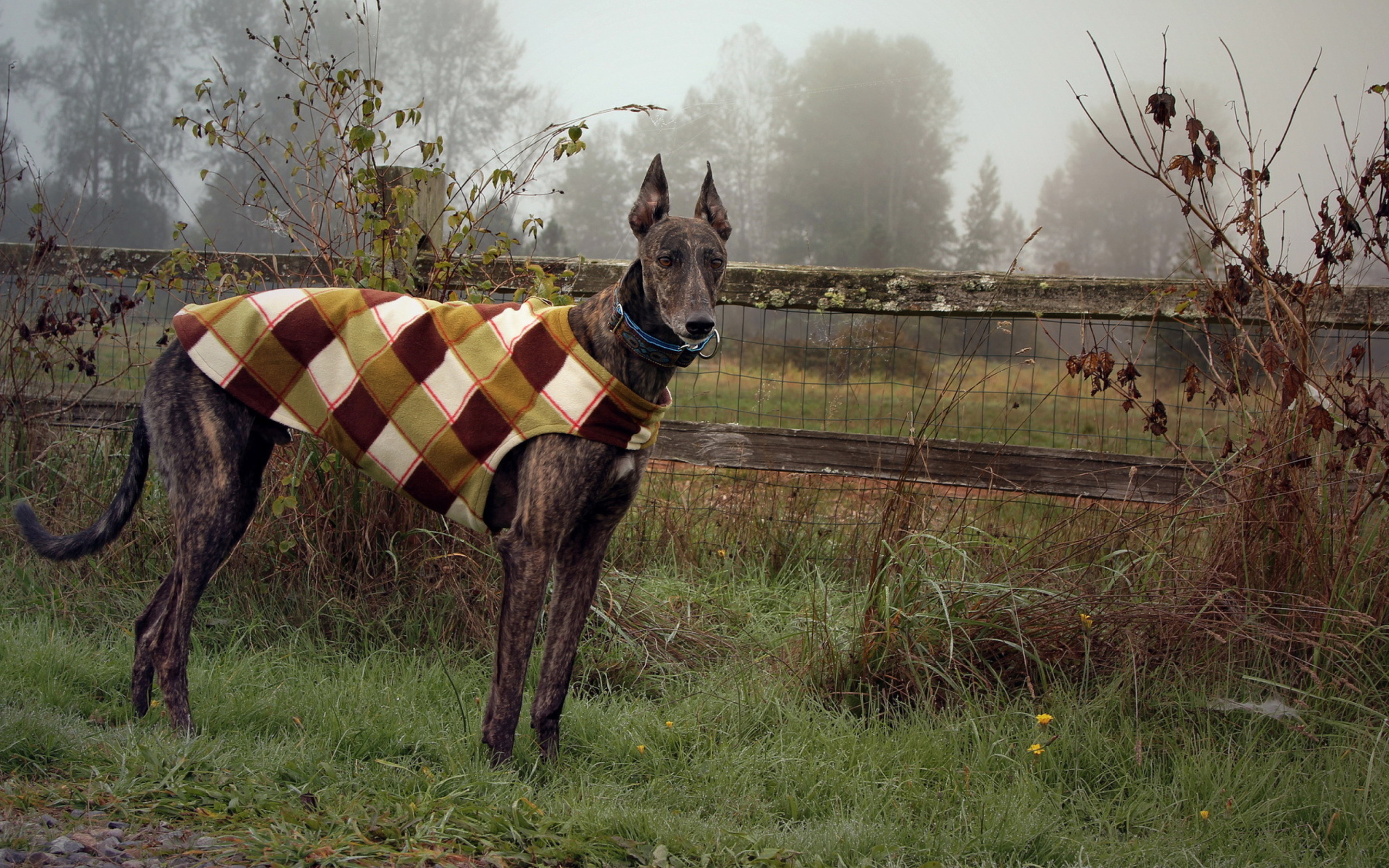 Das Brown Sighthound Wallpaper 2560x1600