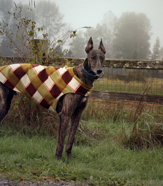 Brown Sighthound - Obrázkek zdarma pro Nokia C6