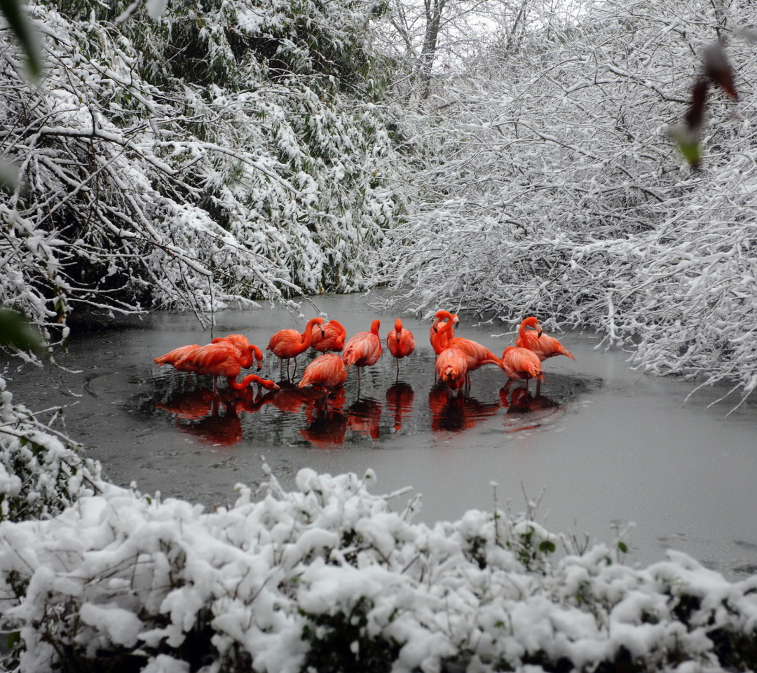 Fondo de pantalla Flamingo on Lake 1080x960