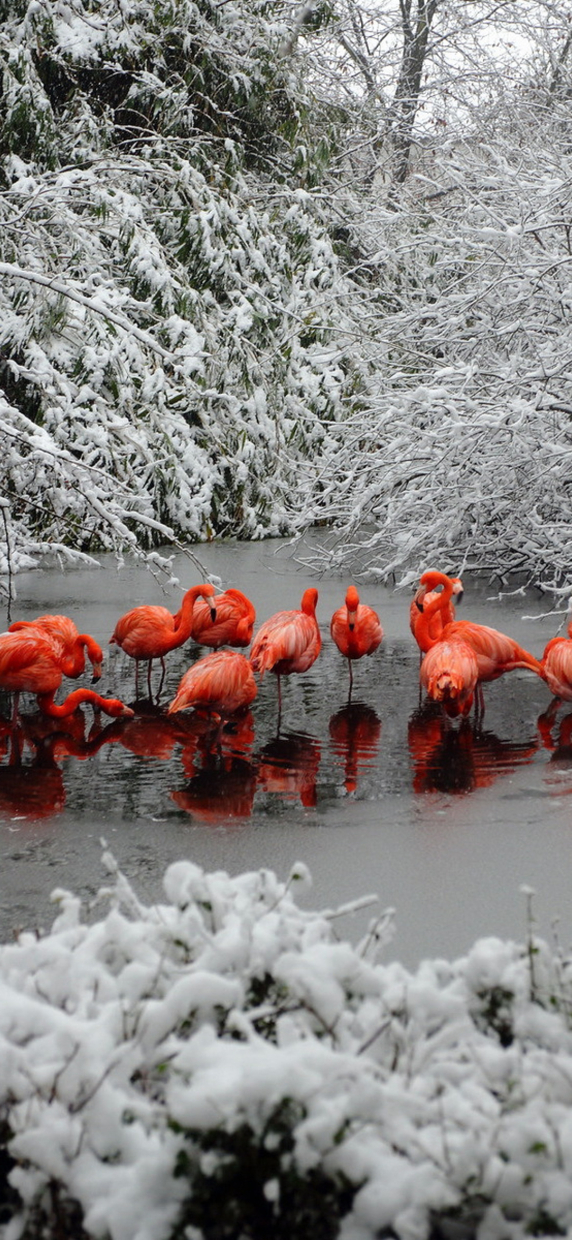 Sfondi Flamingo on Lake 1170x2532