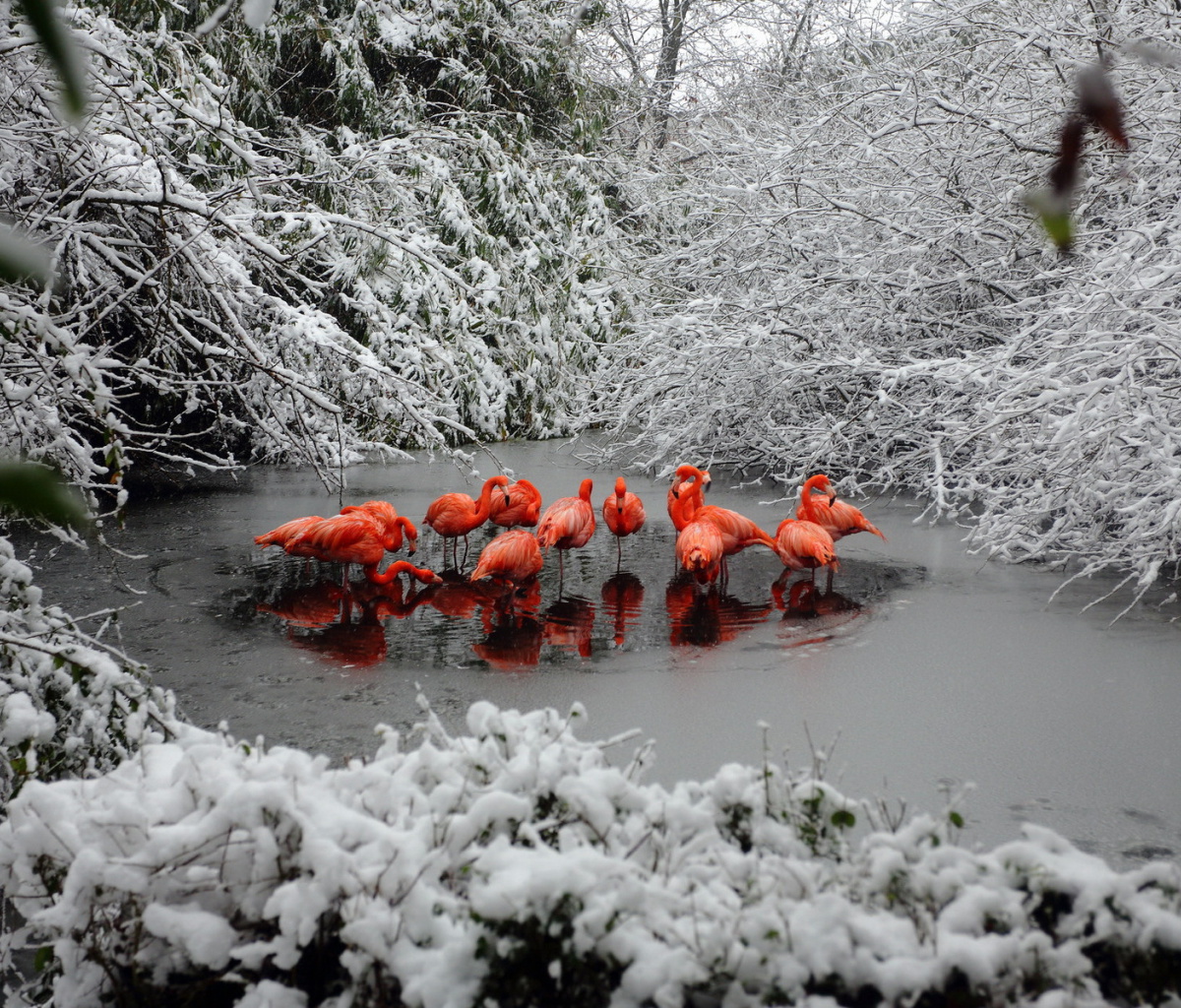 Обои Flamingo on Lake 1200x1024