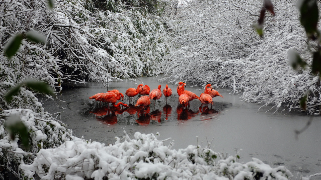 Fondo de pantalla Flamingo on Lake 1280x720