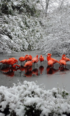 Fondo de pantalla Flamingo on Lake 240x400