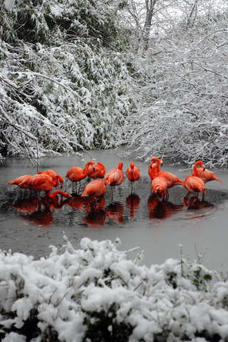 Sfondi Flamingo on Lake 320x480