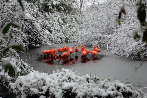 Обои Flamingo on Lake 480x320