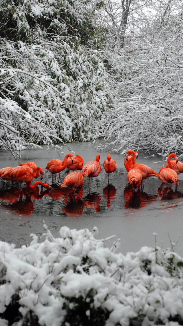 Flamingo on Lake wallpaper 640x1136