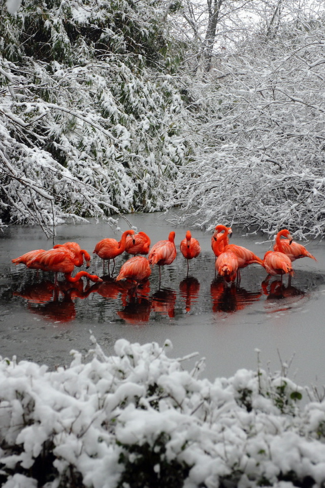 Fondo de pantalla Flamingo on Lake 640x960