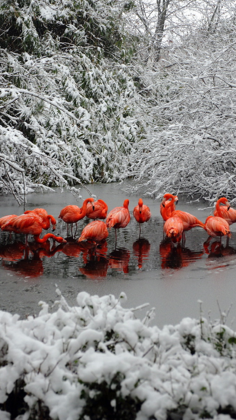 Обои Flamingo on Lake 750x1334