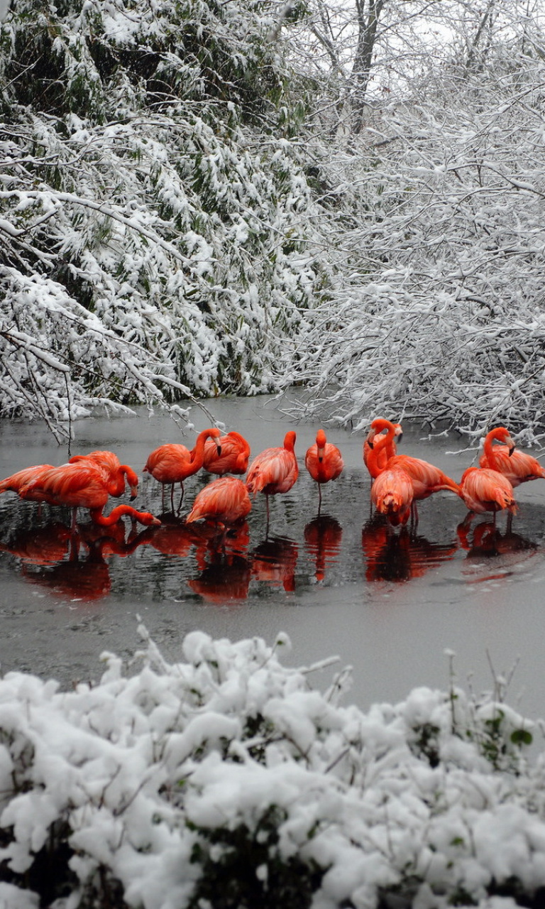 Sfondi Flamingo on Lake 768x1280