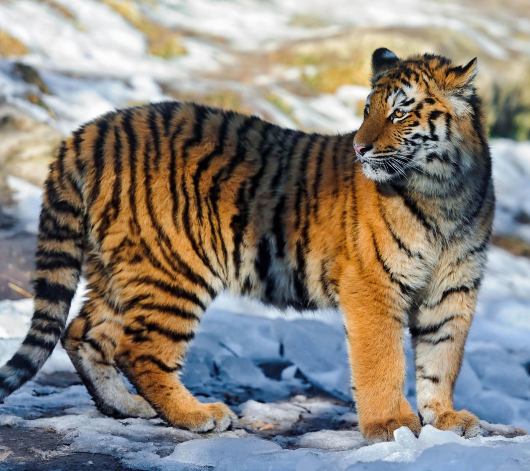 Das Tiger in Snow Wallpaper 1080x960
